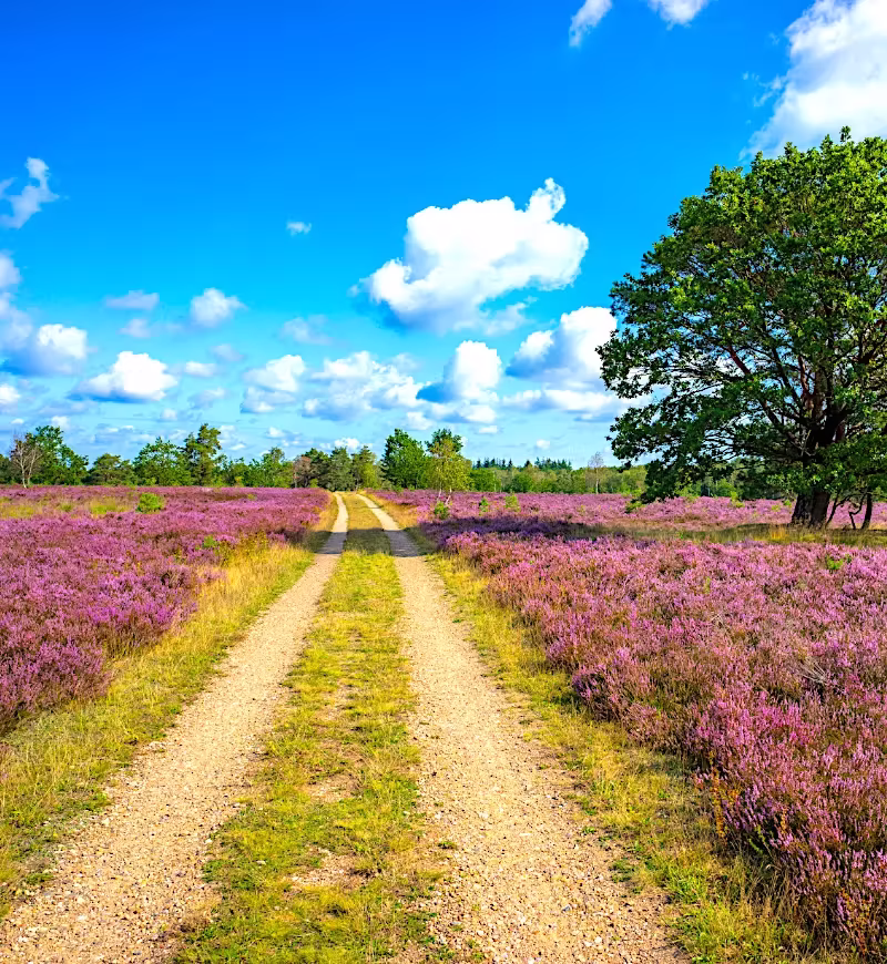 Südheide